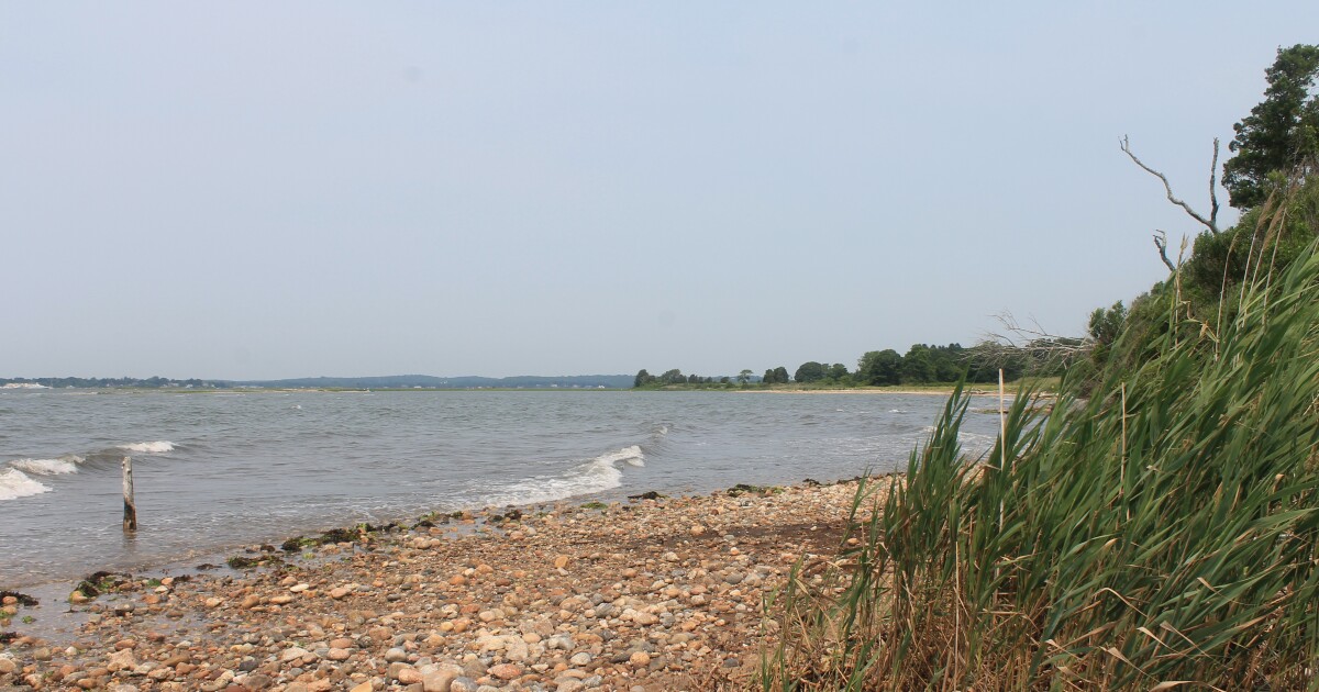 Training prepares community science effort to tag LI Sound horseshoe crabs