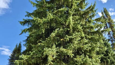 A tall green spruce tree stretches to a blue sky in the forest. 
