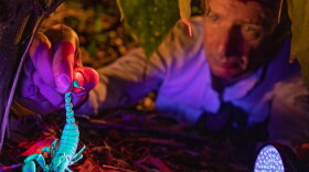 Zoltan Takacs, a biomedical scientist and National Geographic explorer, finds a venomous scorpion in Vietnam, which glows blue in ultraviolet light. Collecting venom from around the world, Takacs hopes to identify novel pain medications because there are currently few good alternatives to opioids. Venom has already led to one notable success.  (David Guttenfelder/National Geographic)