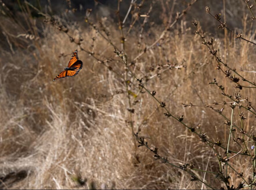 A monarch butterfly fitted with a BluMorpho tracker takes flight on Sept. 5, 2026, in Portland, Ore.