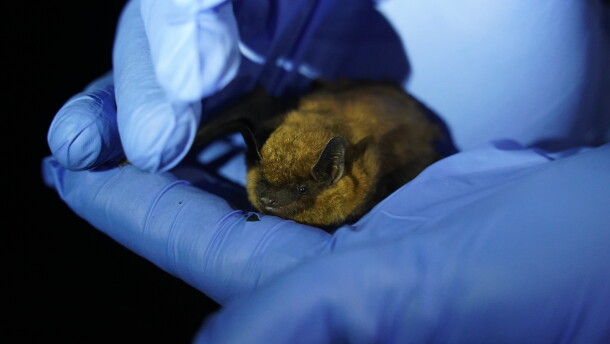 A biologist prepares to release a big brown bat, Eptesicus fuscus.