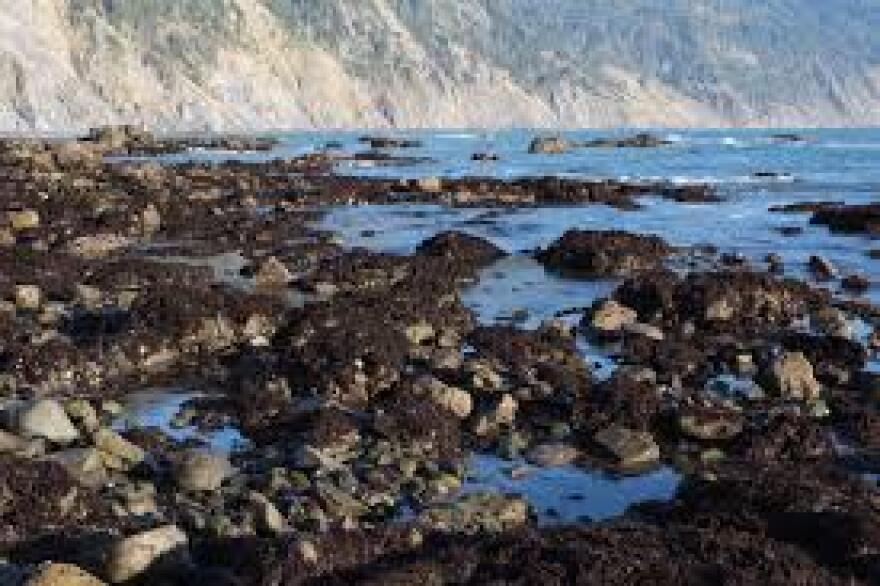tidepools.jpg