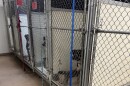 A row of kennels with several dogs lookout out and leashes handing from the kennel fencing