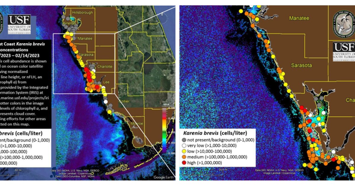 Red tide still being found at mouth of Tampa Bay and Sarasota beaches