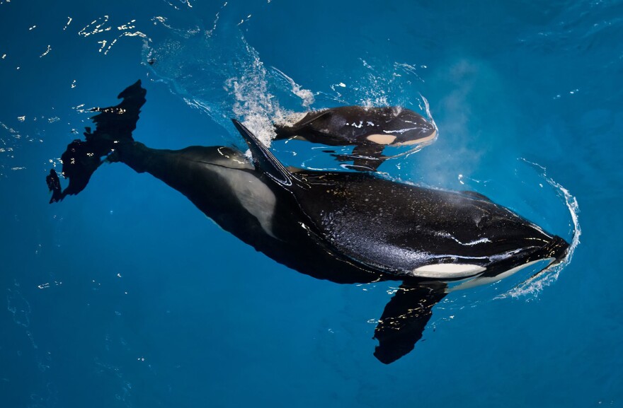 Mother Takara with her as-yet-unnamed newborn at SeaWorld San Antonio.