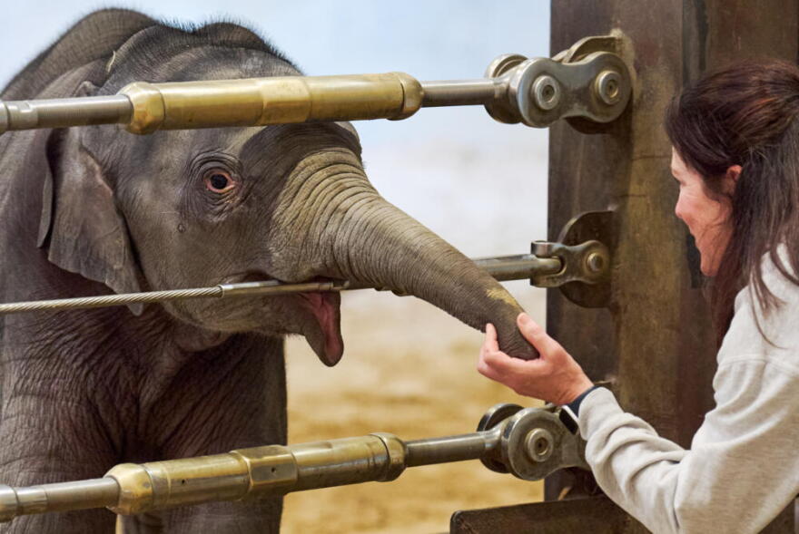 Linh Mai, an Asian elephant calf, touches the hand of elephant keeper Becky Shore, during the calf's public debut at the National Zoo, Wednesday April 22, 2026, in Washington. (Jacquelyn Martin/AP)