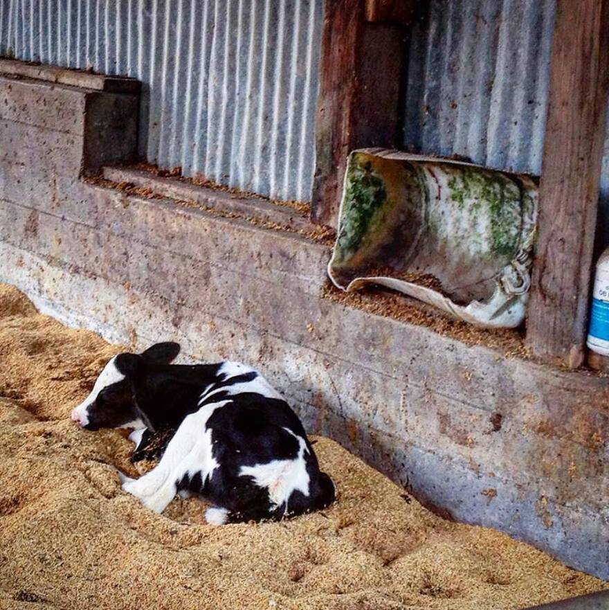 Most of the milk sold in the US comes from Holstein dairy cows that are born with horns. To protect animals and workers, it's standard practice for farms to remove horns from calves soon after they're born.