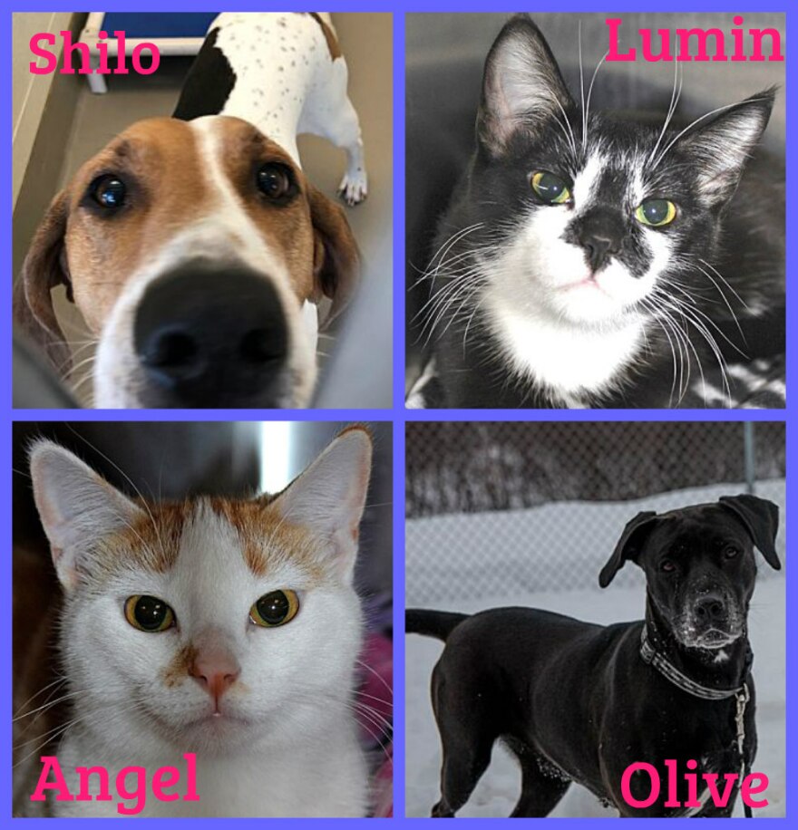 Forever Home Pets