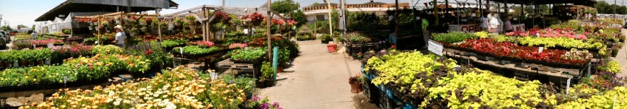 Bedding plants for sale at Oklahoma City's Farmer's Public Market District