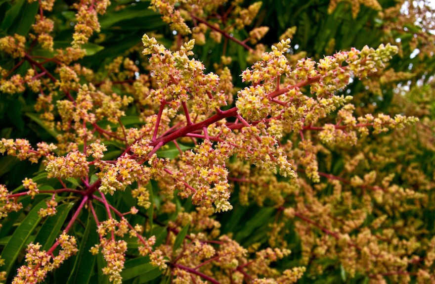 Mango trees in blossom at the Tropical Research and Education Center in Homestead, FL. UF/IFAS Photo: Thomas Wright