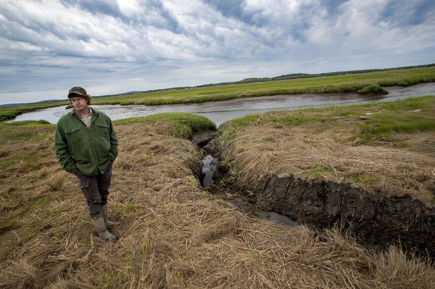 Contractor Geoff Wilson of Northeast Wetland Restoration examines the progress of work he had done in two days before in the Parker River National Wildlife Refuge.