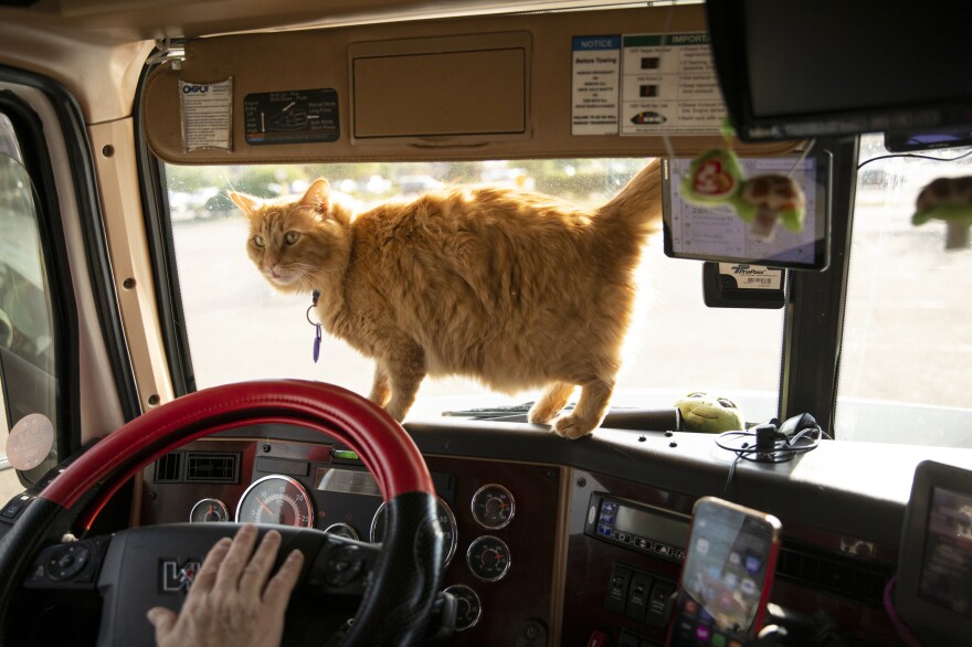 Scout, Brandie's cat, walks on the dashboard of the truck while they are parked.