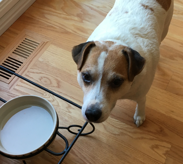 Janet Tweedle's dog, Cooper.