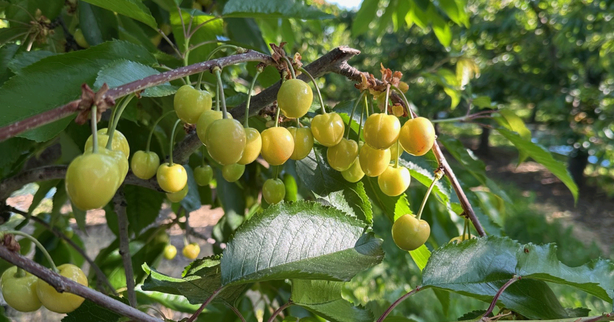 Mercados: Pronóstico de la cosecha de cerezas en el Noroeste del Pacífico para la temporada 2026