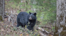 Black bears are typically associated with forest and mountainous habitats, but were once abundant throughout the southeast, including in the Mississippi Alluvial Valley and the Atchafalaya Basin.