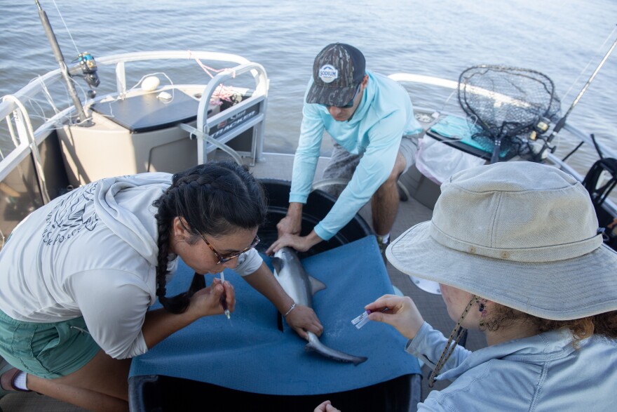 Andres and Clark and an intern prepare to take a blood sample from the bull shark.