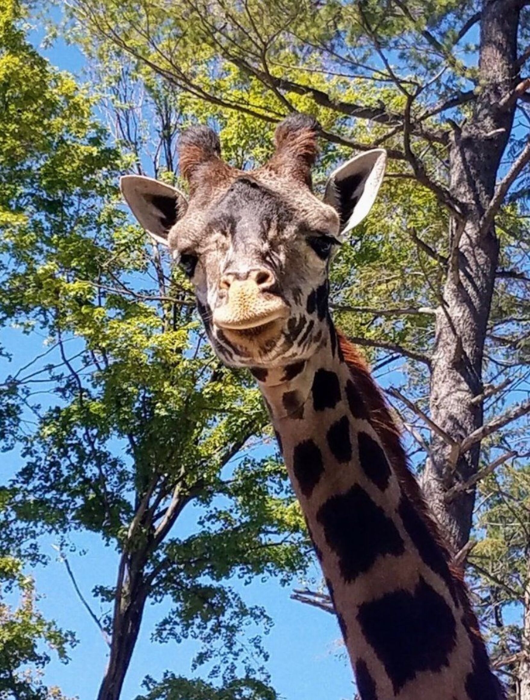 Seneca Park Zoo giraffe, Iggy, is pregnant | WXXI News