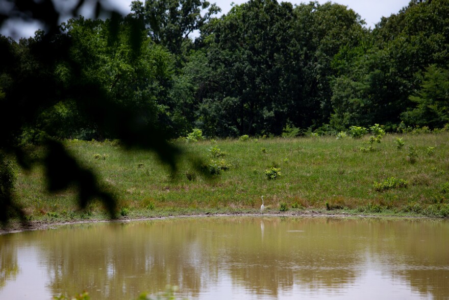 A bird sits at the edge of a pond.
