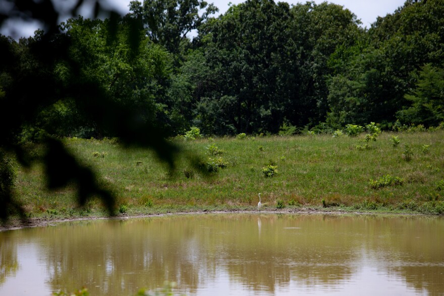 A bird sits at the edge of a pond. 