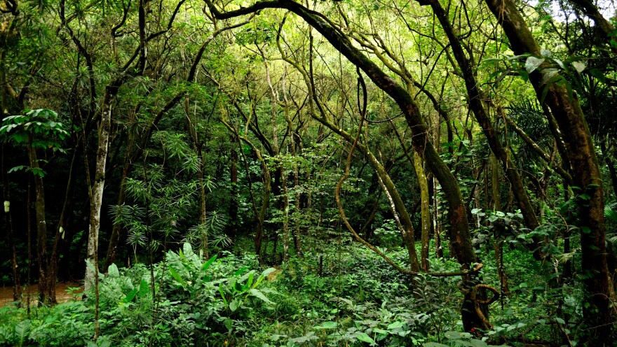 A vowel sound like "e" can still sound clear through the dense vegetation in Hawaii.