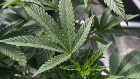 Marijuana plants grow at a secured growing facility in Washington county, N.Y., May 12, 2023.