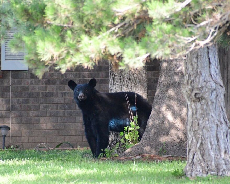 Black bear attacks are rare, but the danger increases the more bears get used to humans and their food. One expert says securing such sources of food so that they are inaccessible to bears could do away with a great deal of encounters. <br/>