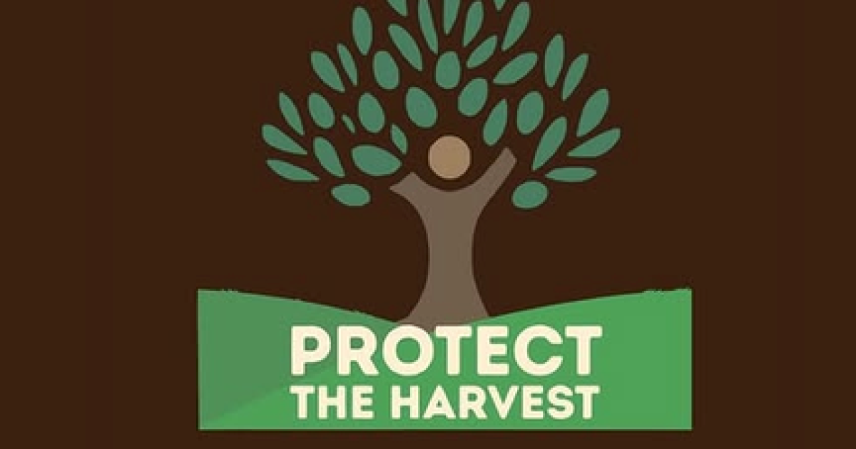 Americans are going to the West Bank to protect this year’s olive harvest
