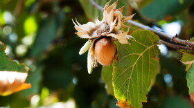 Hazelnuts on a tree