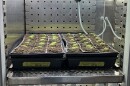 Arabidopsis in a growing chamber