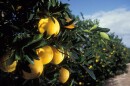 Washington navel oranges growing in Florida.