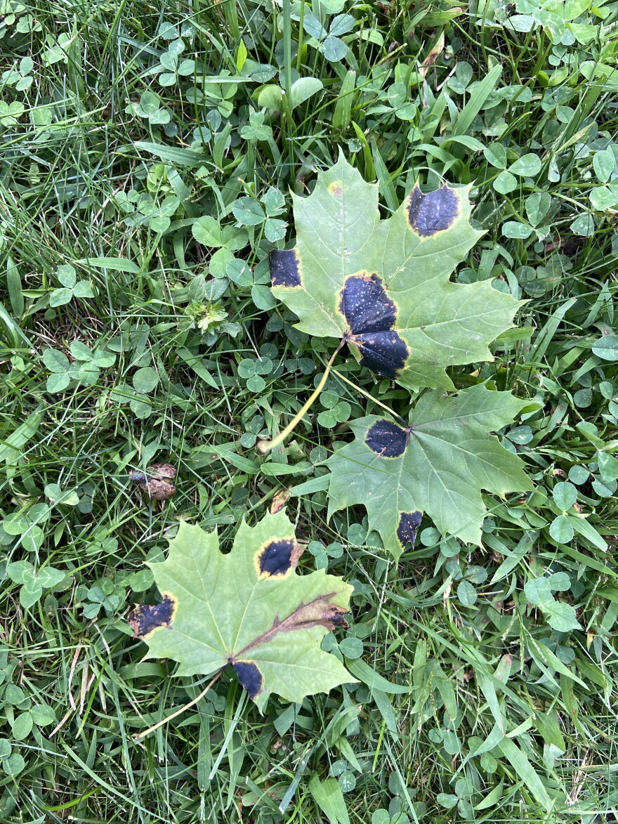 Norway Maple leaves with black tar fungus.