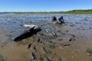 More than 100 dolphins were beached on June 28.