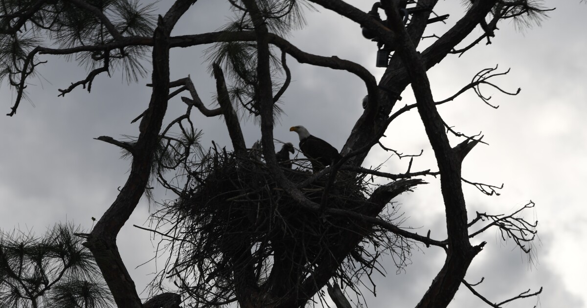 Unauthorized feeding at North Fort Myers eagle nest investigated WGCU