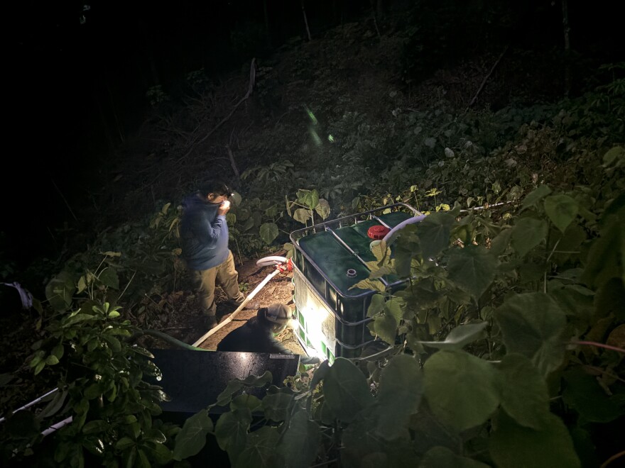 Volunteers prepare to send the citric acid solution through hoses and spray the forest in Waimānalo.