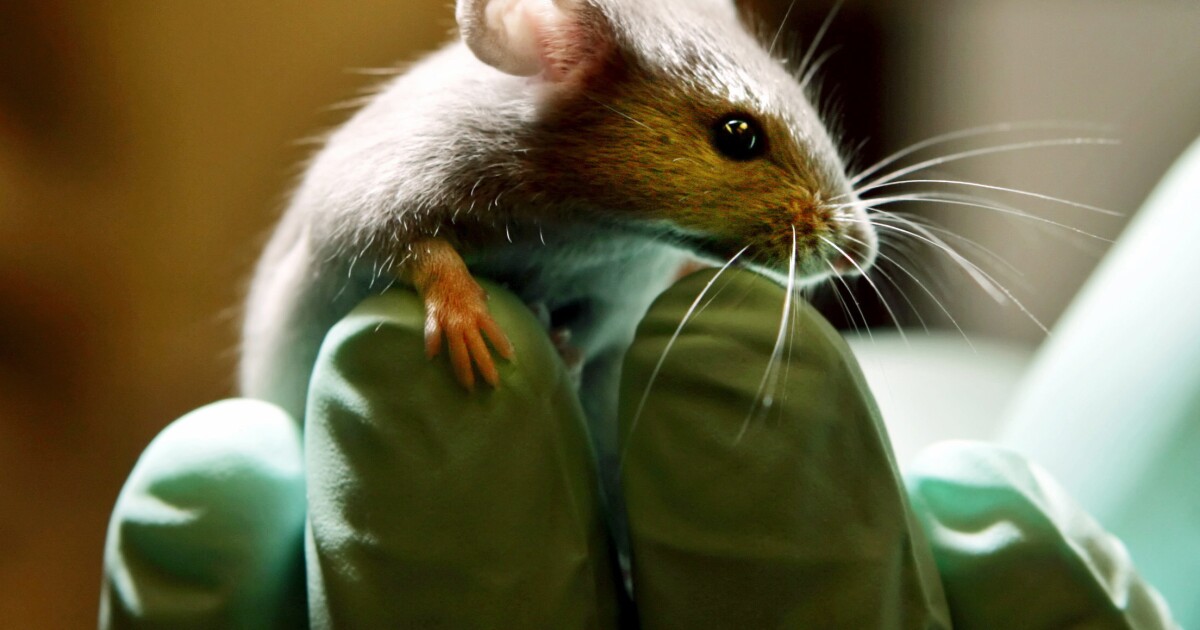 Researchers find cases of hantavirus in mice increased in Virginia