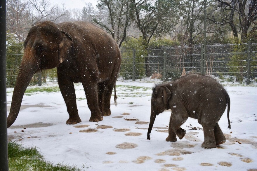 A baby Asian elephant following his mother as they step around a snow-filled zoo enclosure.