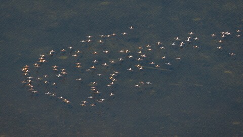 A flock of pink American flamingos flying over coastal Florida 