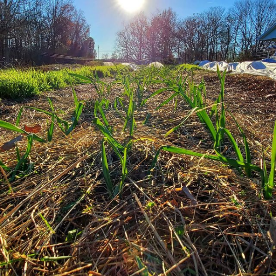 Garlic growing at Bird Fork Farm last year