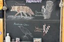 Chalk illustrations depict an American Crow, willow catkins, Downy Woodpecker, and coyote.