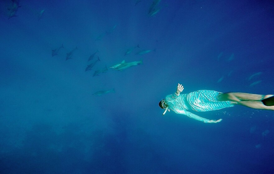 File photo: diver swimming with dolphins