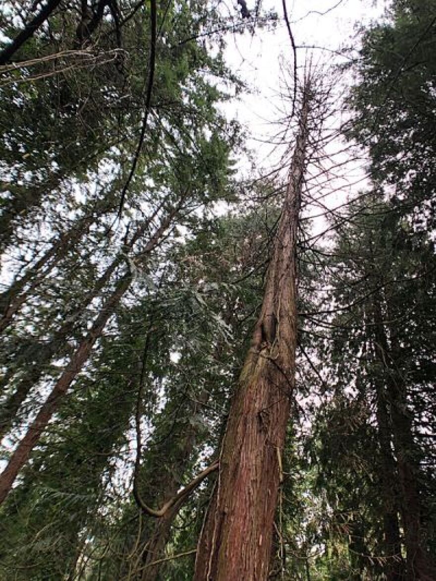 This Western red cedar near Vancouver, Washington is almost dead.