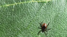 Black-legged ticks, also known as deer ticks, can carry Lyme disease.