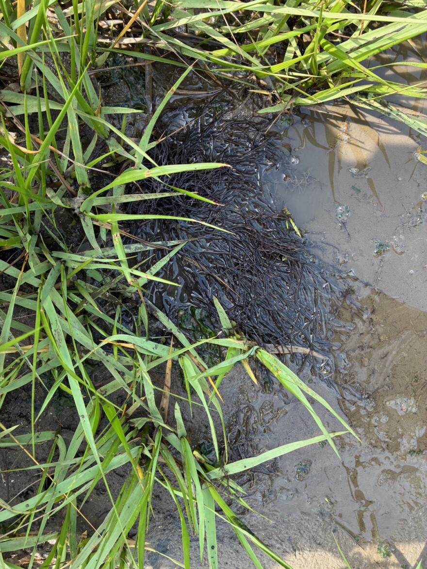 A clump of invasive algae sits against the marsh grass. Much larger clumps will form mats several feet wide and many inches deep.