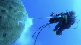 A scuba diver takes a core sample of coral from a reef in Flower Garden Banks National Marine Sanctuary.