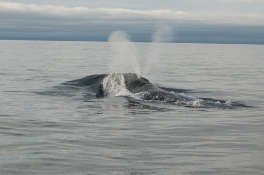 water erupts from a whale's blow hole in the ocean