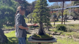 Assistant curator Yuri Aono tends to Redwood 101.