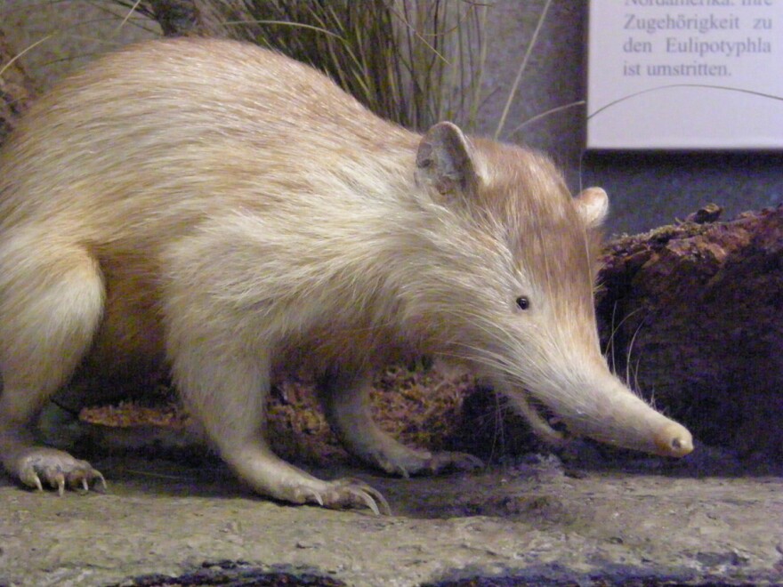 Hispaniola’s rodents all but dwindled into extinction. Today, only a single species remains – the Solenodon.