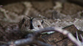 rattlesnake tongue