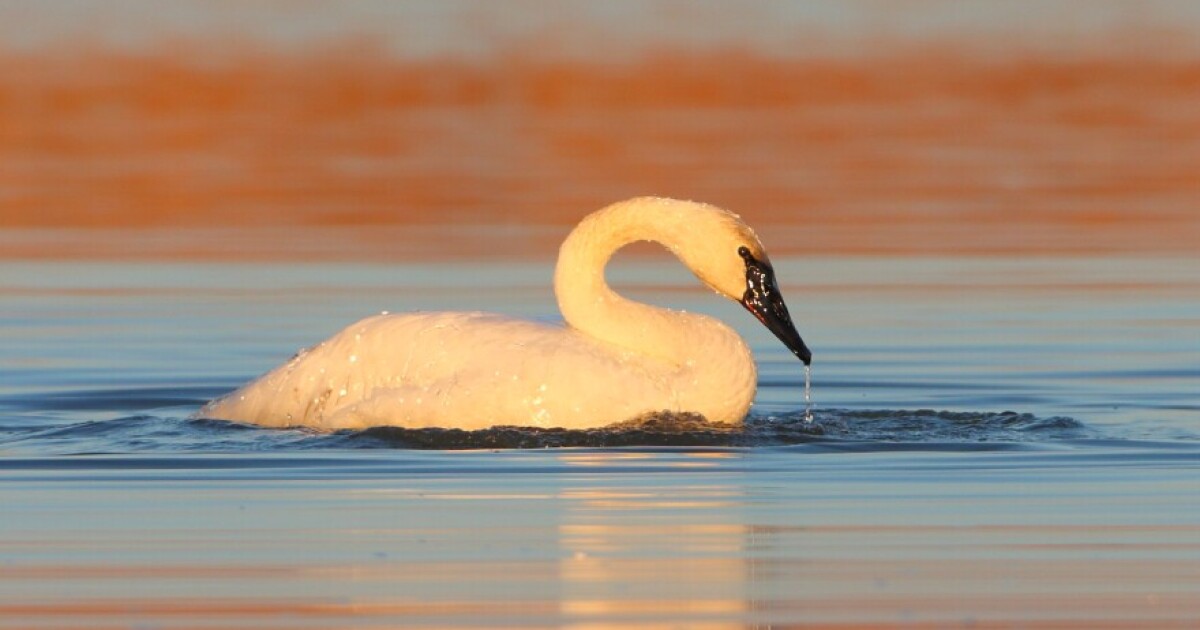 Trumpeter swans back in St. Louis: Where to see them | STLPR