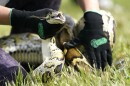 A Burmese python is held during a safe capture demonstration at a media event for the 2022 Florida Python Challenge, June 16, 2022, in Miami.